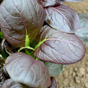 Vegetables to Sow in August
