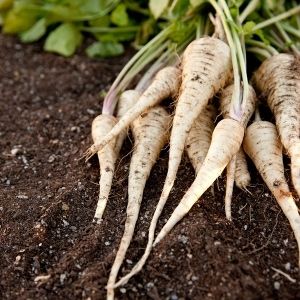 Vegetables to Sow in February