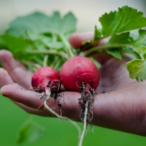 Vegetables to Sow in July