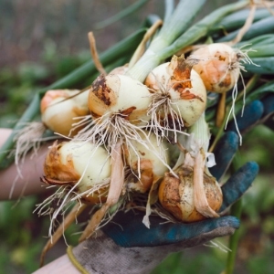Vegetables to Sow in September