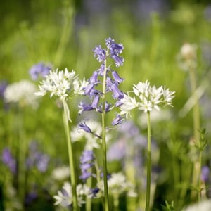 Plants for Wildlife