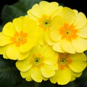 Yellow Flowers