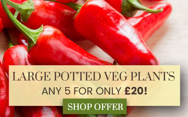 Large Veg Mix & Match Offer