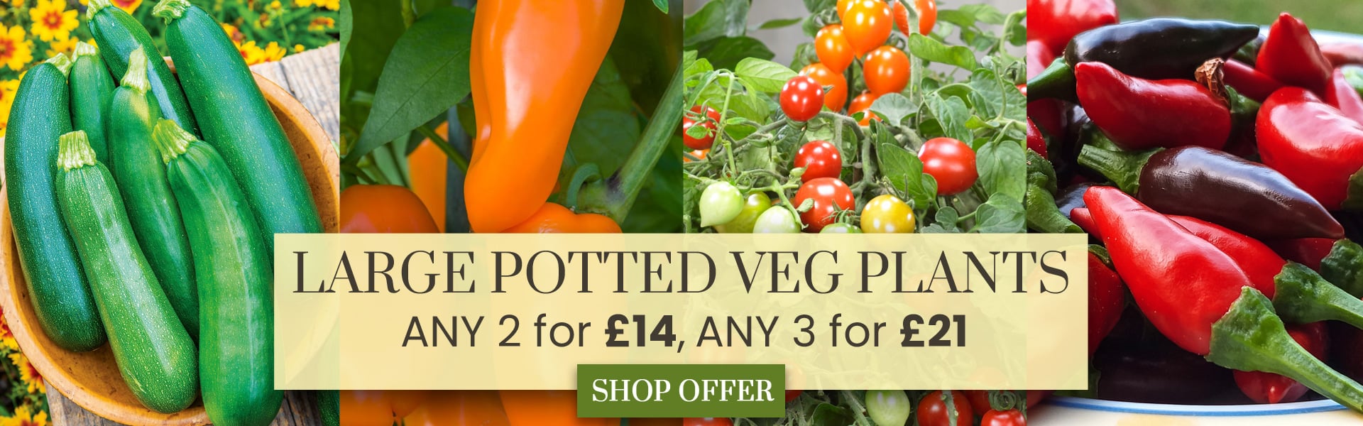 LARGE Potted Vegetable Mix & Match