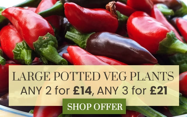 LARGE Potted Vegetable Mix & Match