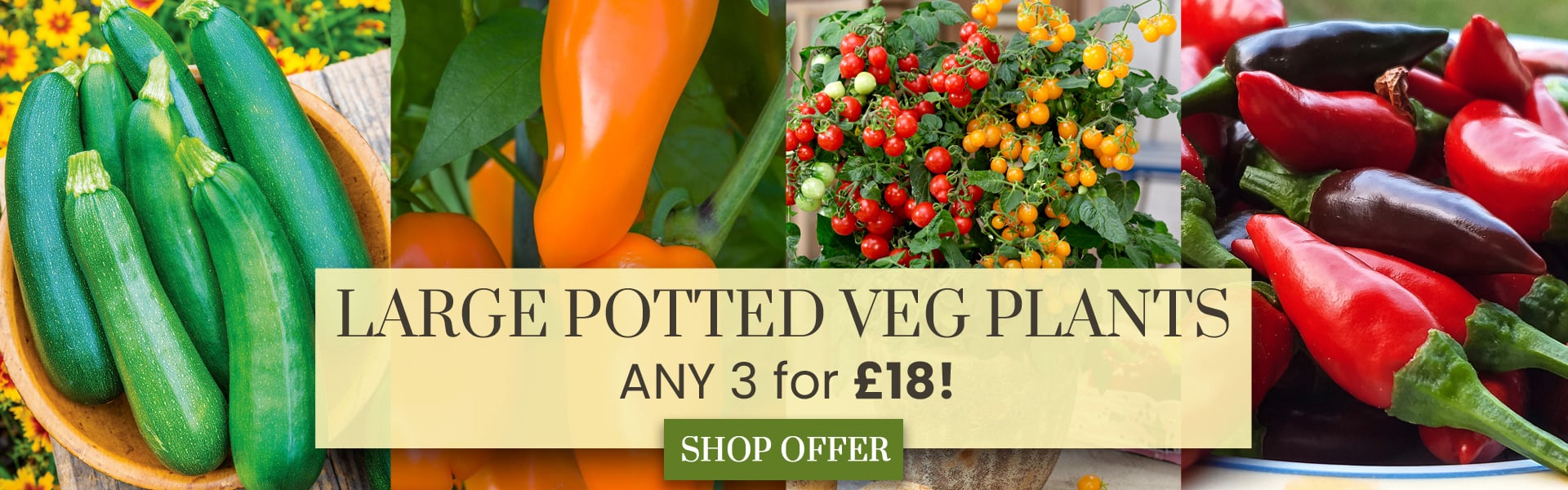 LARGE Potted Vegetable Mix & Match