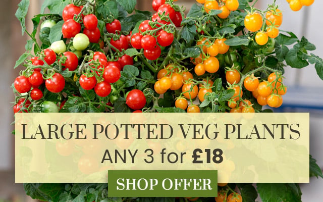 LARGE Potted Vegetable Mix & Match