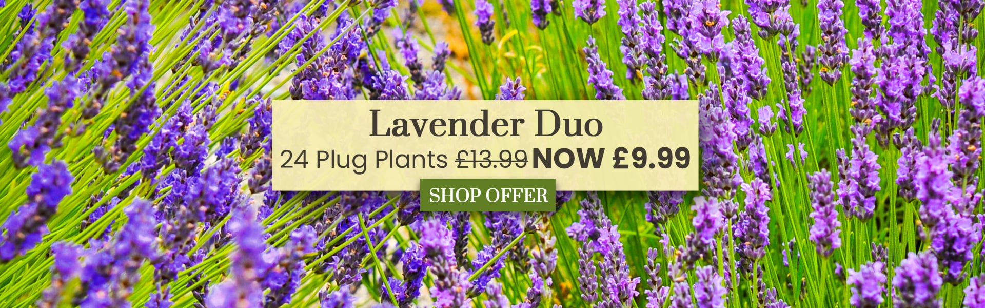 Lavender Duo