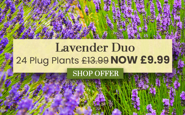Lavender Duo