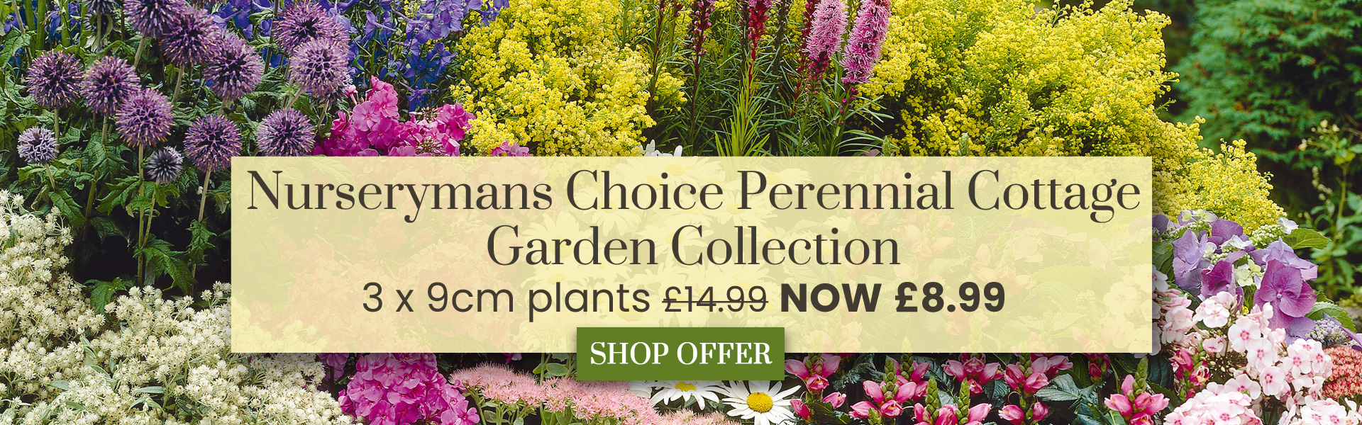 Nurserymans Choice Perennial Cottage Garden Collection