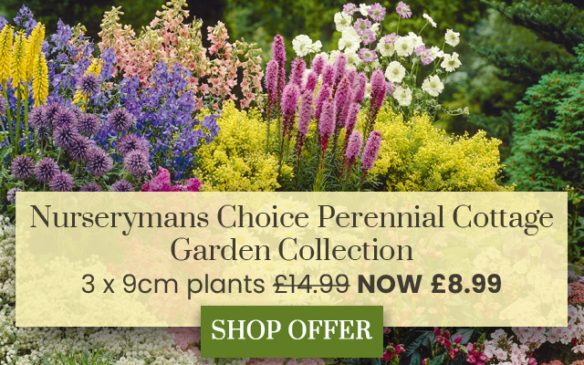 Nurserymans Choice Perennial Cottage Garden Collection