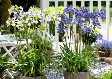 Perennial Plants