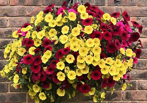 Pre-Planted Hanging Baskets
