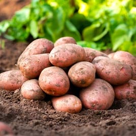 Seed Potatoes