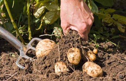 Unsure about which potatoes to grow when?