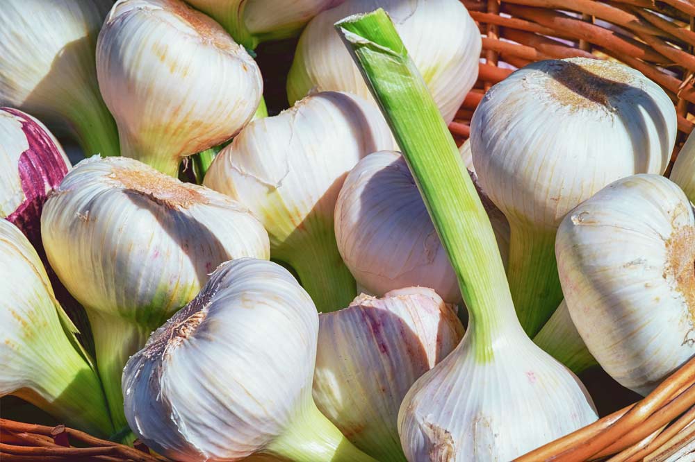 Garlic Bulbs