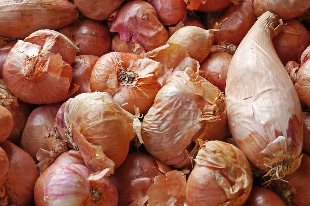 Onions & Shallot Bulbs