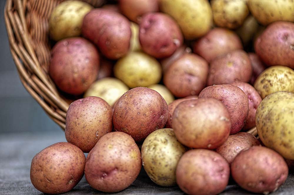 Seed Potatoes