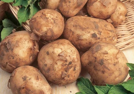 First Early Seed Potatoes