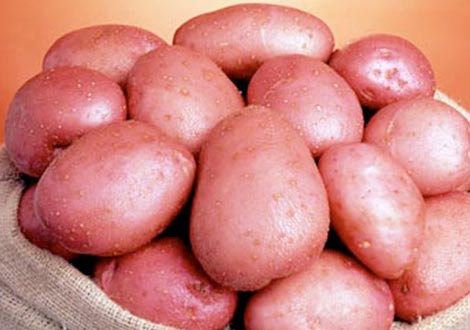 Late Season Seed Potatoes