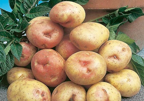 Maincrop Seed Potatoes