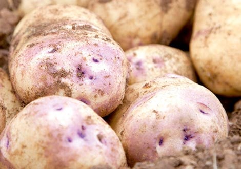 Second Early Seed Potatoes