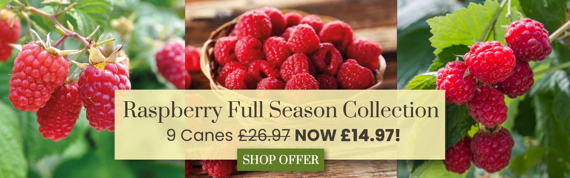 Raspberry Full Season Collection