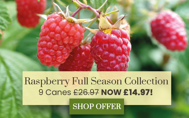 Raspberry Full Season Collection