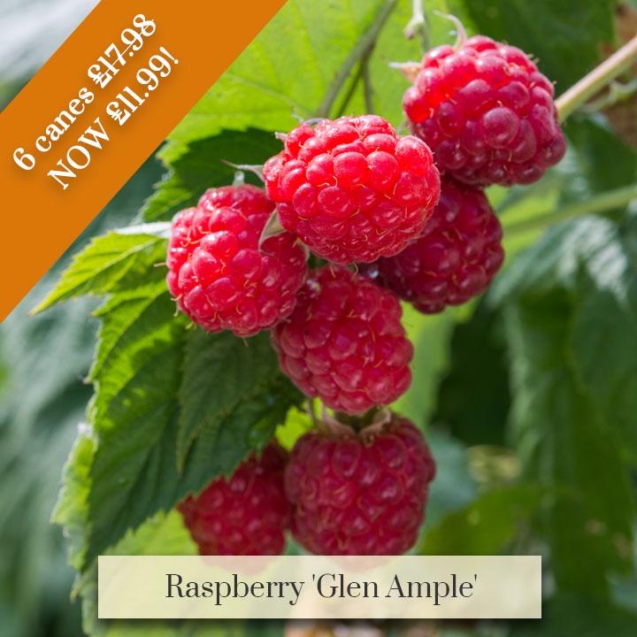 Deal of the Week - Raspberry 'Glen Ample'