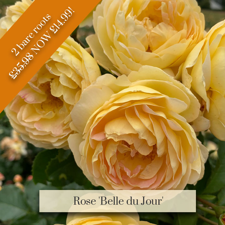 Deal of the Week - Rose 'Belle du Jour'