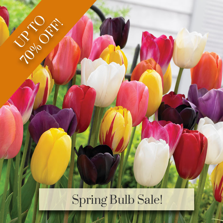 Deal of the Week - Spring Bulb Sale