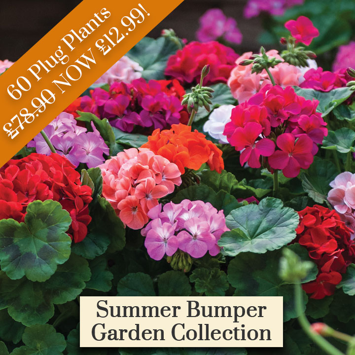 Deal of the Week - Bumper Garden Collection