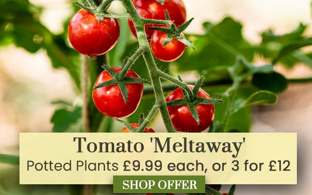 Tomato 'Meltaway' F1
