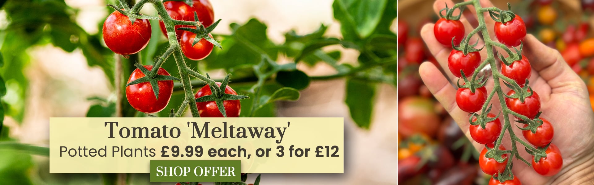 Tomato 'Meltaway' F1