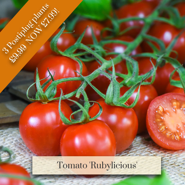 Deal of the Week - Tomato 'Rubylicious'