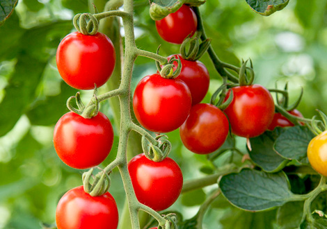 Vegetable Seeds
