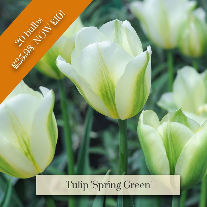 Deal of the Week -  Tulip 'Spring Green'