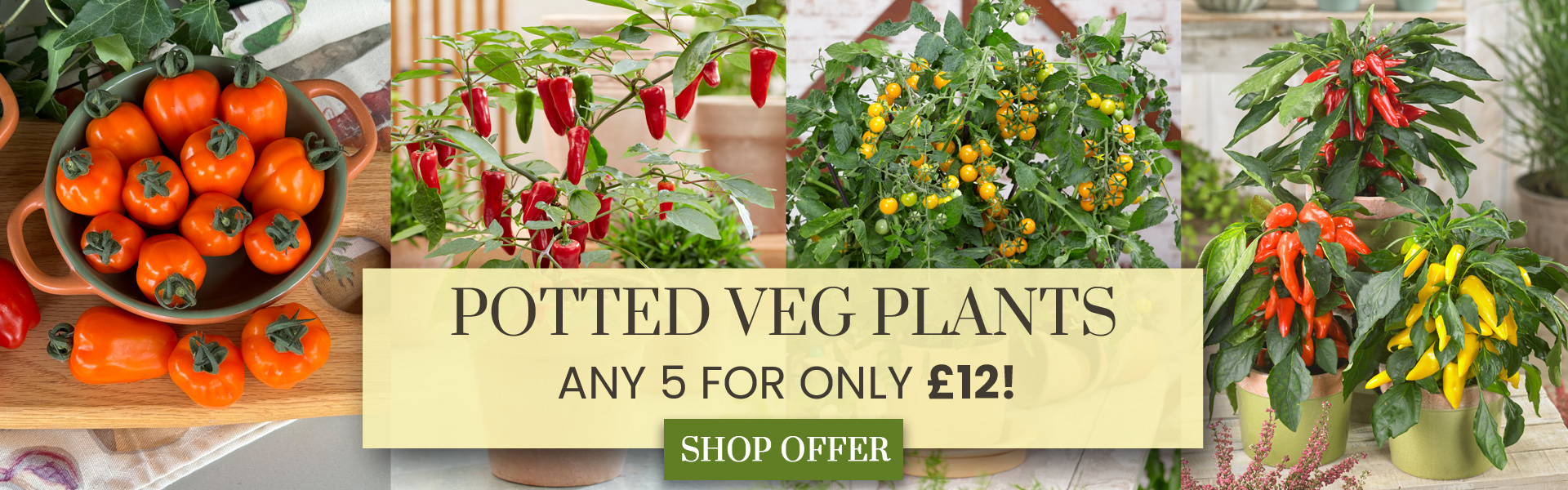 Vegetable Mix & Match Offer