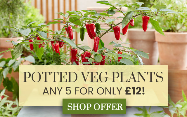 Vegetable Mix & Match Offer