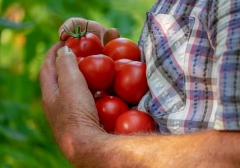 Vegetable Plants