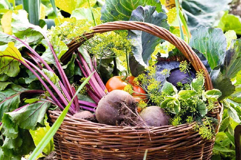 View All Vegetable Plants