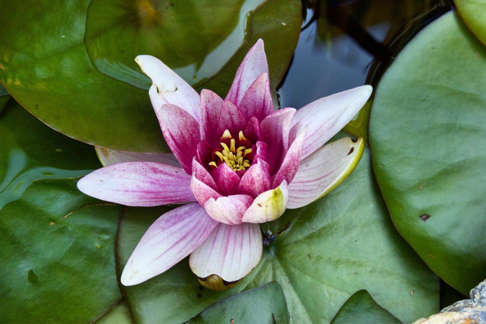 Pond Care
