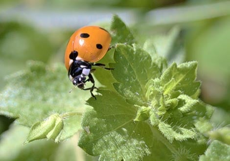 Garden Pest Control