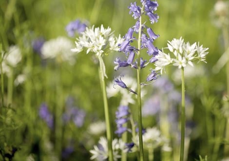 Native British Wildflowers