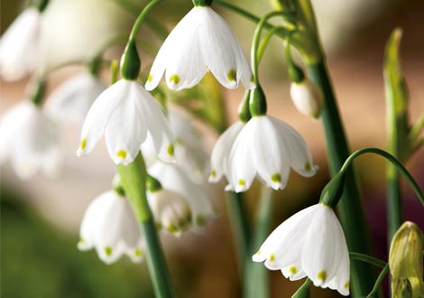 Naturalising Bulbs