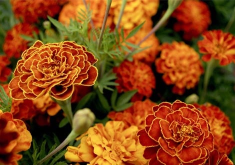 Seeds for Companion Planting