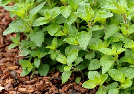 Veg Plants for Companion Planting