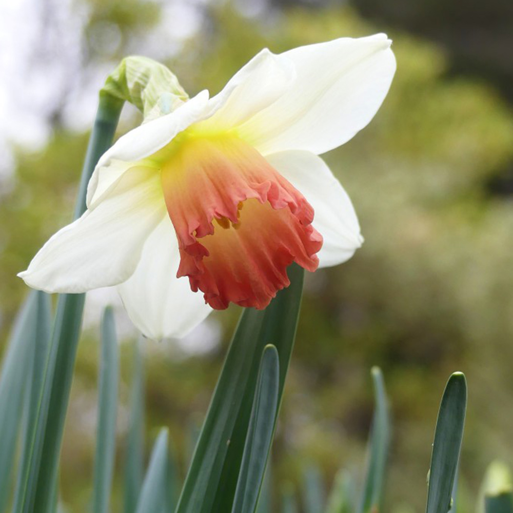 Narcissus 'Decoy Red' image