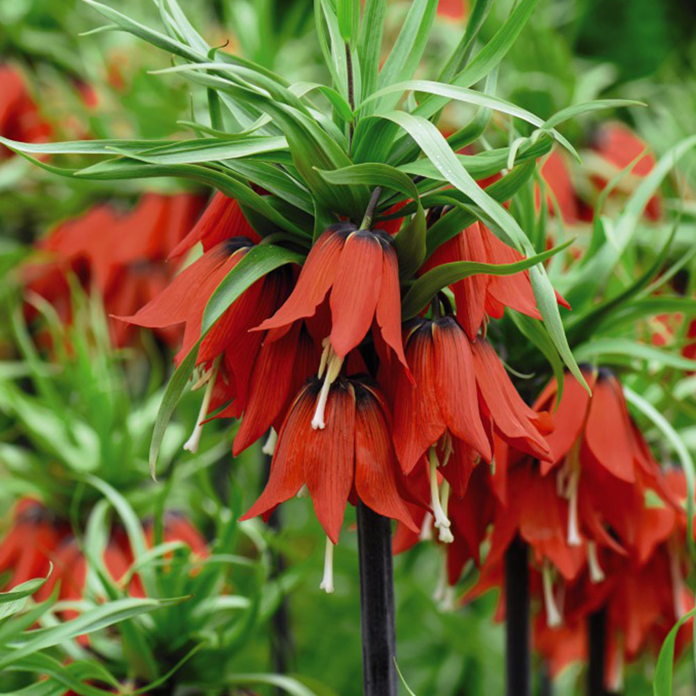 Fritillaria imperialis 'Red' image