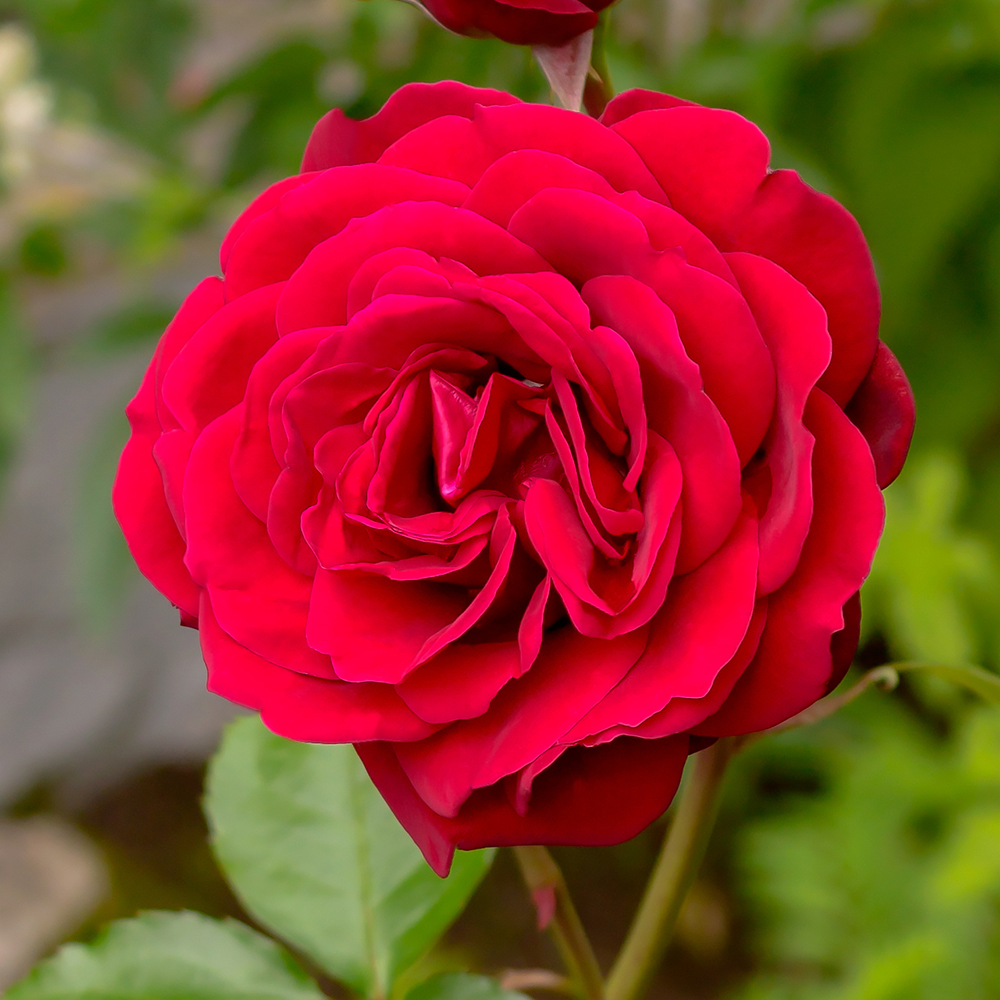 Rose 'Scented Double Red' image